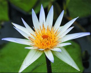 Lotus Seed ★ 10 Lotus White Oriental Love Flower Goddess Mercy 
