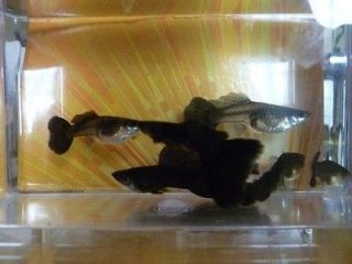 Extended Fin BLACK MOSCOW 2 PAIRS 2 M / 2 F CHEAP BEAUTIFUL BUY   Live 