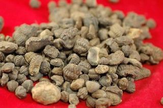 LOT OF TEN BABY PHACOPS TRILOBITE FROM MOROCCO