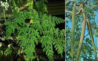 moringa tree in Flowers, Trees & Plants
