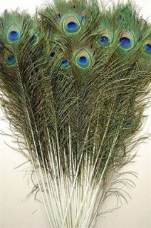 50 Pcs PEACOCK TAILS Natural Feathers 30 35 Craft/Art/Bridal/Costume 