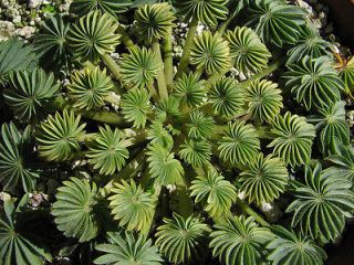 Oxalis palmifrons rare EXQUISITE rosette forming xeric collectors bulb 