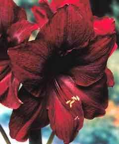 amaryllis bulbs in Flower Bulbs, Roots & Corms