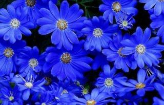 50+ ANNUAL FLOWER GARDEN SEEDS   DAISY   FELICIA THE BLUES UNUSUAL 