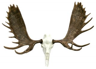 Moose Mount European Skull mount Antlers skull Rustic Decor