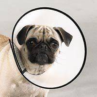 LARGE Elizabethan Collar E Medical Cone Dog Grooming e collar ~XL