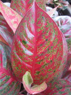 Aglaonema Red Variegated Royal Treasure Rare Plant