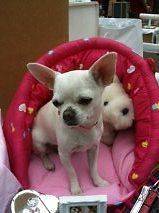 DOG/CAT Pink Heart Print Bed Igloo Style Machine Washable  MEDIUM 