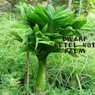   Seedling ~DWARF BETEL NUT PALM~ LIVE NICE BIG PLANT Areca Macrocalyx