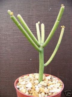   TIRUCALLI v rosea @ pencil cactus fire stick red plant succulent 4