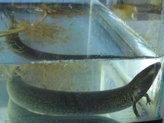   Aquatic Salamander, Live Siren, Real Swamp Eel, Amphibian Pond Pet