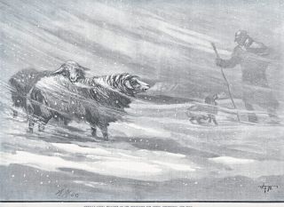 COLLIE DOG SHEPHERD RESCUE SHEEP IN SNOW STORM PRINT