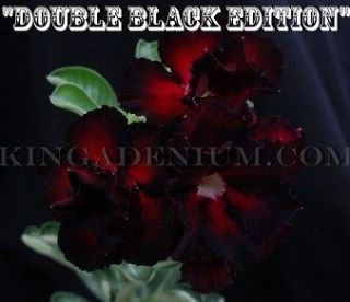   DESERT ROSE  DOUBLE BLACK EDITION  20 SEEDS,NEW,RARE,EASY BLOOM