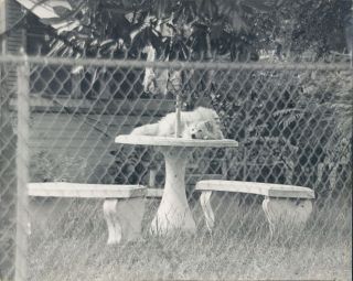1979 Cute White American Eskimo Dog Sleeps on Table Top Florida Press 