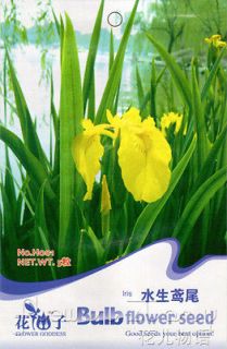 Aquatic Iris Seed ★ 5 Flowers Seeds Yellow Large Petal Fresh 