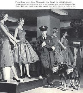 Doberman Pinscher Patrols  Department Store NY 1958 Photo Print