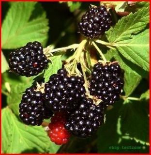 Newly listed British Columbia Wild Blackberry Plant  30 Seeds  Thorny