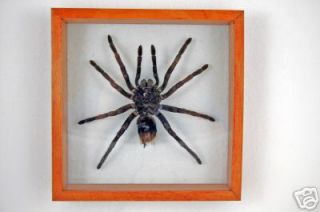 real tarantula in Animals