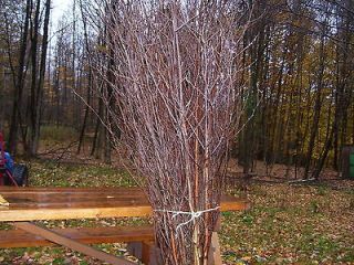 15 WHITE BIRCH BRANCHES 5 to 6+ft wedding display,crafts,rustic,cabin 