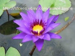 LIVE DIRECTOR GT MOOR WATER LILY PLANT BULB Fresh and Viable Free 