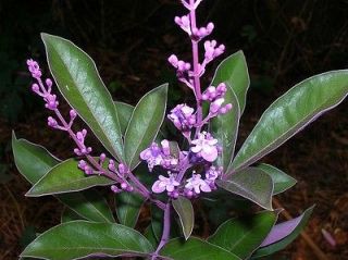 ARABIAN LILAC Vitex trifolia purpurea RARE fragrant seeds easy shrub 