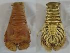 Japanese slipper lobster Parribacus japonicus 04082