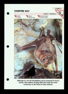 THE VAMPIRE BAT MAMMAL FOLD OUT INFO SHEET WILDLIFE FACT FILE #9