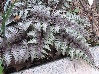 100+ Japanese Painted Fern Spores/seeds REMARKABLE PLANT