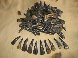 25 DRILLED ANTIQUED BROWN BUFFALO TEETH BEADS JEWELRY CRAFTS TAXIDERMY