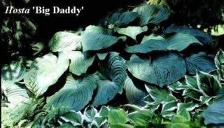 Hosta Big Daddy large blue leaves garden plant