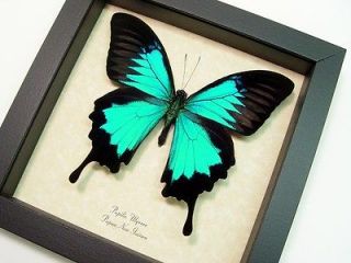 butterfly frames in Butterflies & Moths