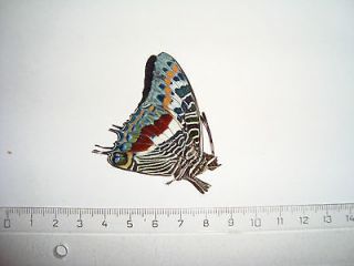 charaxes in Butterflies & Moths