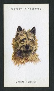 1940 CAIRN TERRIER JOHN PLAYER DOG CIGARETTE TOBACCO CARD HEADS 