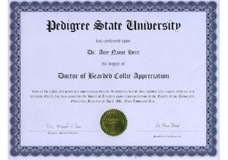 Doctor Bearded Collie Novelty Diploma Puppy Dog Lover