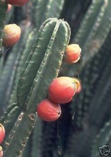 Cereus peruvianus, grafting stock cactus seed 100 SEEDS