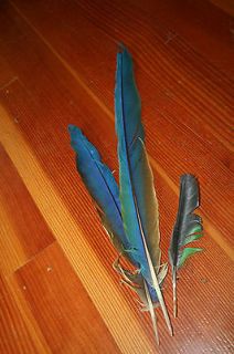 Exotic Blue/yellow Bird BeautifulTail FEATHERS Feed Hungry Horses 
