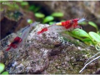 20+2 Red Rili Shrimp   Freshwater Shrimp   Algae Eaters   CRS/RCS 
