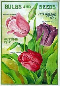 Ferry & Co. Bulbs and Seeds Cover Print
