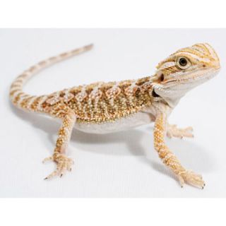 Live reptiles available only in Petco stores. Selection varies by 