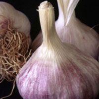 GNC Herbal Plus® Whole Herb Odorless Super Garlic   GNC HERBAL PLUS 