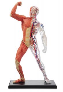 HUMAN MUSCLE & SKELETON PUZZLE  Anatomical Three Dimensional, 3D 