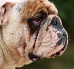 Corneal ulcer can be painful for your pet and should be treated 