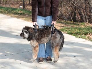 Full Body Dog Lifting Harness (Click for Larger Image)