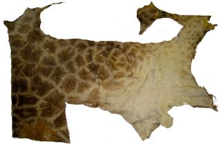Giraffe African Safari Pelt Olive Tanned Rug Taxidermy Hunting Huge 