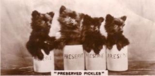 DOG Pomeranian Puppy, Real Photo Trading Card, 1930s