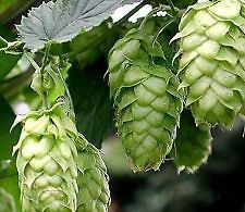 Centennial HOP seeds, beer seeds Grow your own hops Homebrew