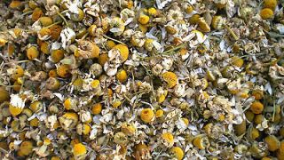   CHAMOMILE FLOWERS   RELAXING HERBAL TEA POT POURRI WEDDING CONFETTI