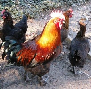 10+ French Black Copper Maran Chicken Hatching Eggs for your Incubator