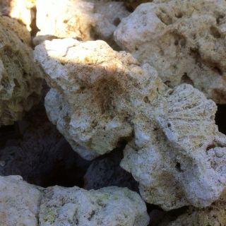 Dry Base Rock( Live Rock Saltwater Marine Reef) Coral Figi Tonga1lb