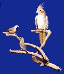 parrot bird perch natural wood multi branch extra small returns